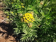 Tanacetum vulgare boreale