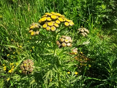 Tanacetum vulgare boreale