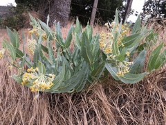 Asclepias vestita