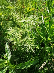 Tanacetum vulgare boreale