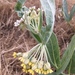 Woolly Milkweed - Photo (c) Paul G. Johnson, some rights reserved (CC BY-NC-SA), uploaded by Paul G. Johnson