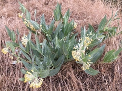 Asclepias vestita
