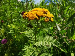 Tanacetum vulgare boreale