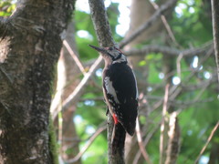 Dendrocopos himalayensis