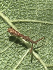 Bactrodes spinulosus