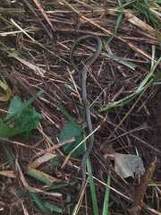 Chironius flavopictus