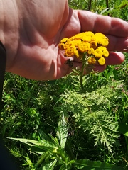 Tanacetum vulgare boreale