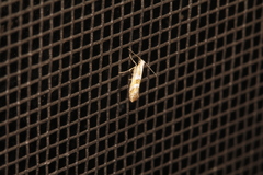 Argyresthia inscriptella