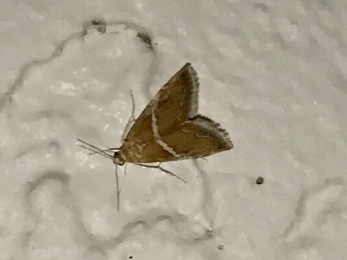 Abegesta reluctalis photo 2