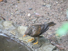 Turdus boulboul
