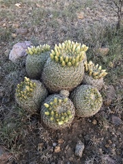 Coryphantha recurvata recurvata