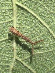 Bactrodes spinulosus