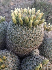 Coryphantha recurvata recurvata