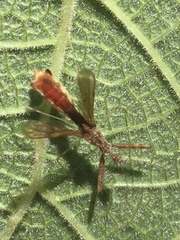 Bactrodes spinulosus