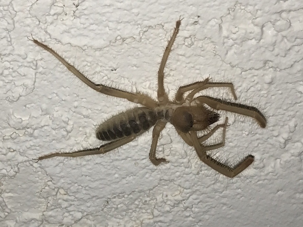 Eremocosta striata