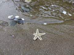 Astropecten polyacanthus