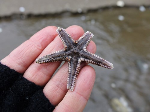 Astropecten polyacanthus