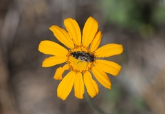 Acmaeodera