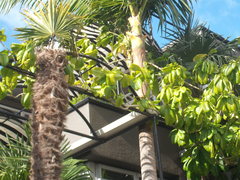 Beaumontia grandiflora