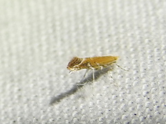 Cameraria conglomeratella