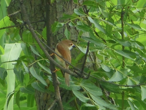 Yellow-eyed Babbler (Chrysomma sinense), photo 2