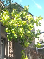 Beaumontia grandiflora