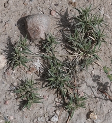 Munroa squarrosa