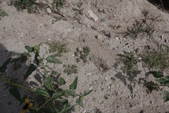 Munroa squarrosa