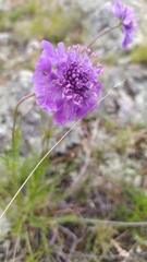 Scabiosa comosa