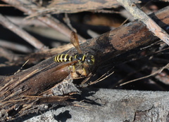 Eucerceris flavocincta