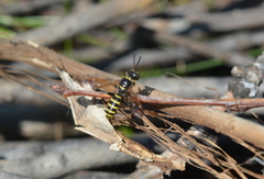 Eucerceris flavocincta
