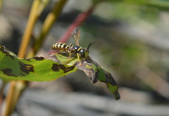 Eucerceris flavocincta