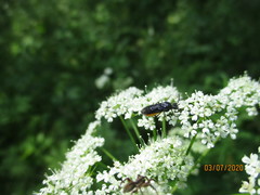 Sciara hemerobioides