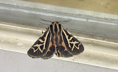 Apantesis williamsii