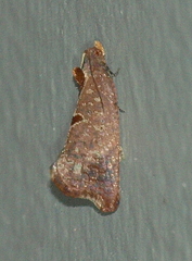 Glyphidoptera insignana