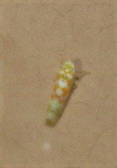 Dikrella maculata