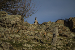 Osphranter robustus robustus