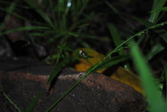 Methiolopsis geniculata