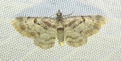 Eupithecia mutata