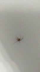 Araneae