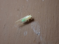 Cacopsylla annulata