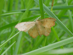 Idaea emarginata