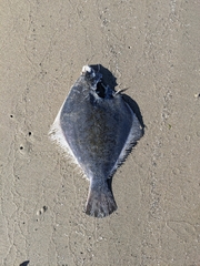 Pleuronichthys