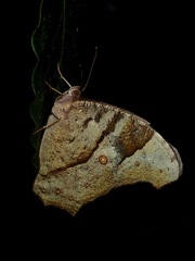 Melanitini
