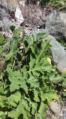 Crambe koktebelica