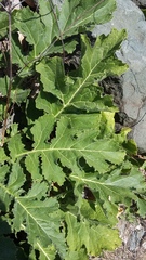 Crambe koktebelica