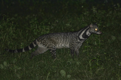 Large Indian Civet photo 2