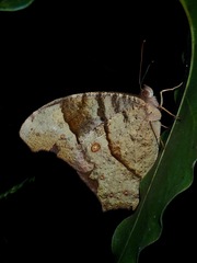 Melanitini
