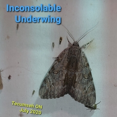Catocala insolabilis