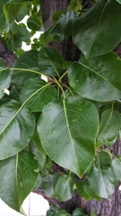 Tracheophyta